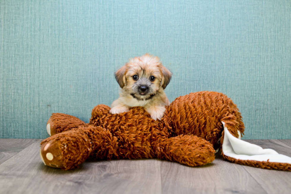 Small Morkie Baby