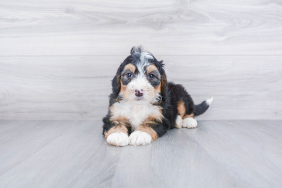 Happy Mini Bernedoodle Baby