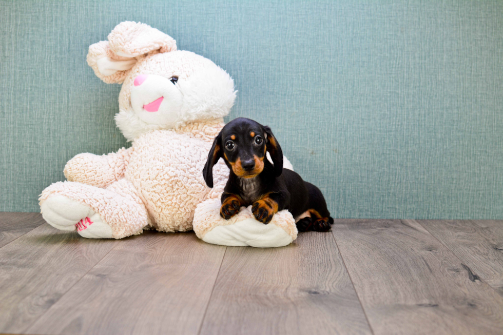 Cute Dachshund Baby