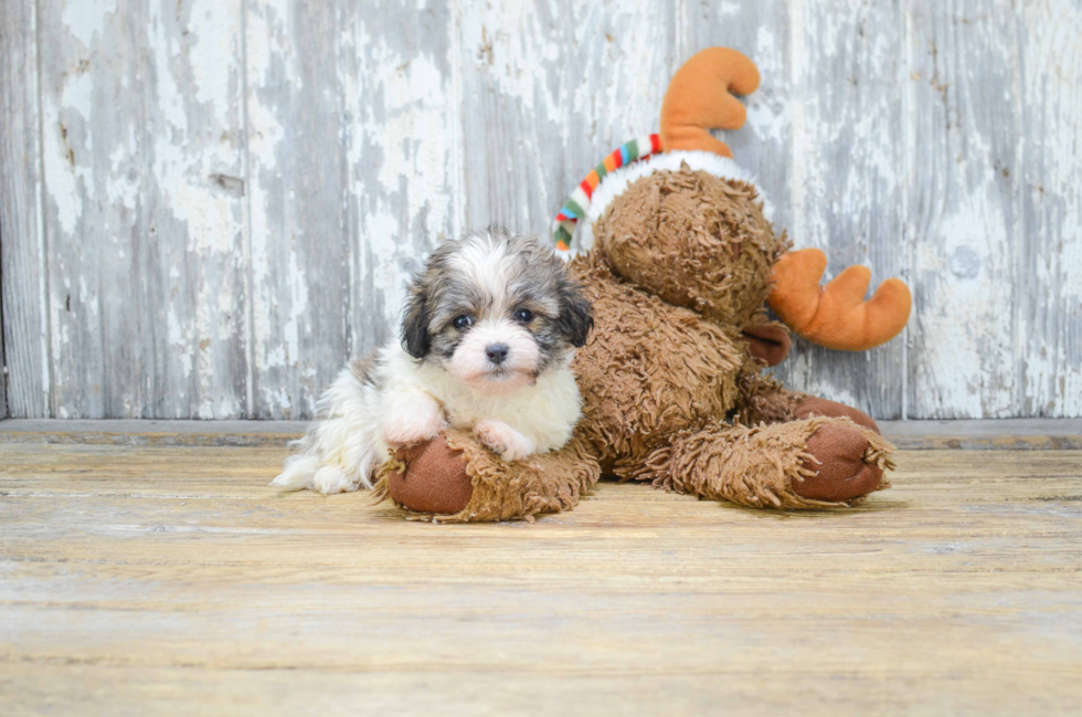 Happy Teddy Bear Baby