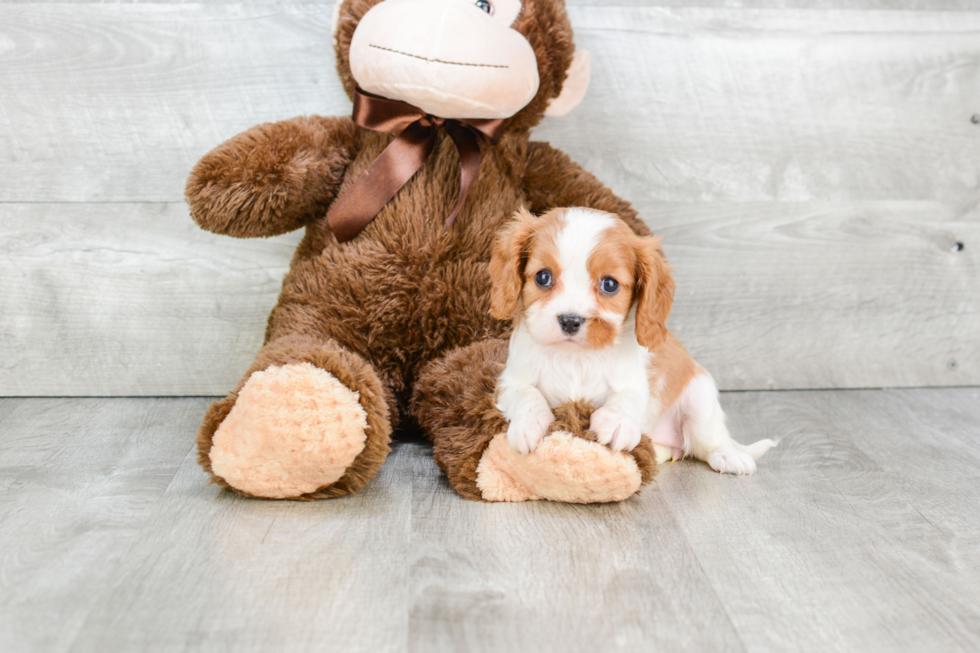 Cavalier King Charles Spaniel Puppy for Adoption