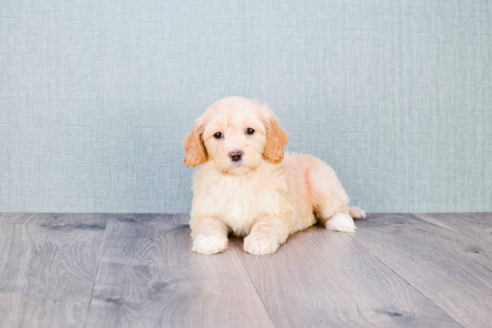 Cute Mini Goldendoodle Baby