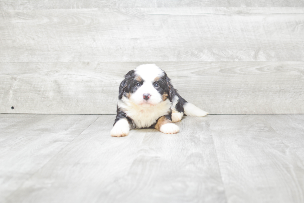 Best Mini Bernedoodle Baby