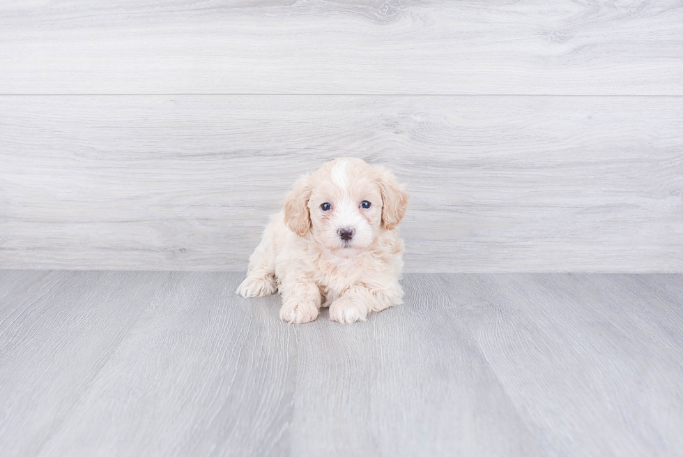 Maltipoo Pup Being Cute