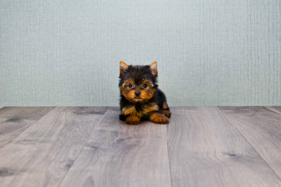 Meet Heidi - our Yorkshire Terrier Puppy Photo 