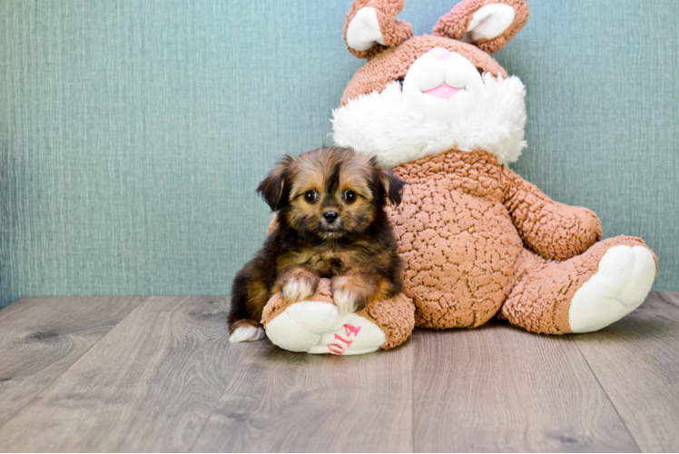 Playful Shorkie Designer Puppy