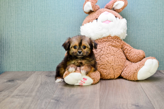 Playful Shorkie Designer Puppy