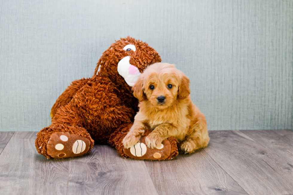 Mini Goldendoodle Pup Being Cute