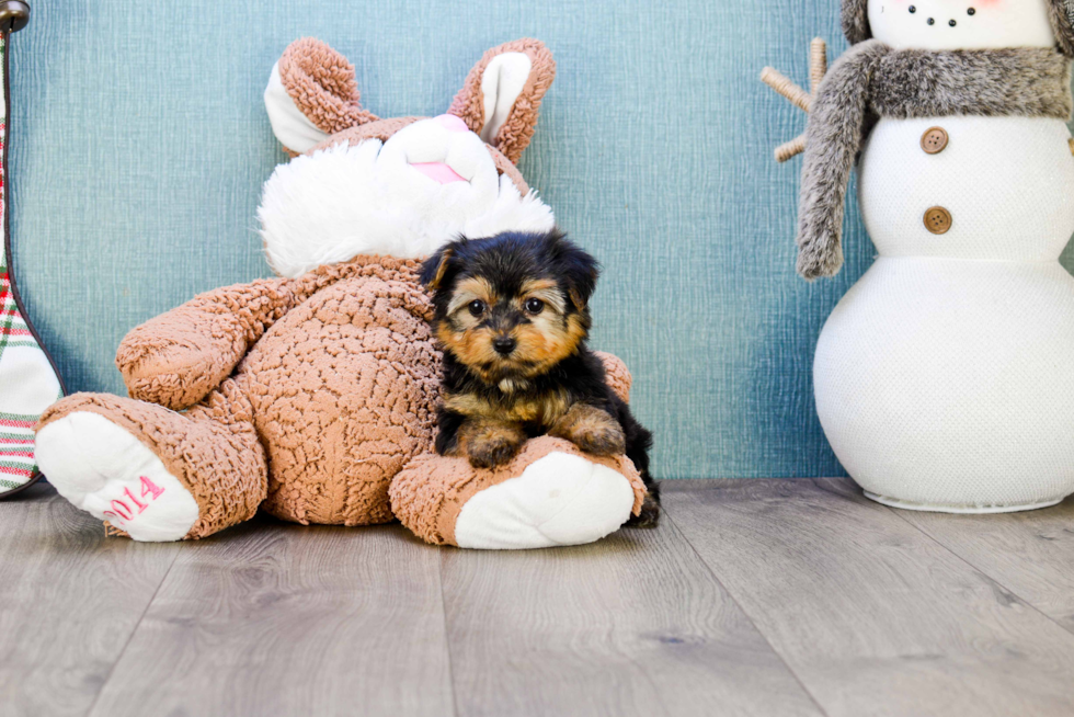 Meet Bella - our Yorkshire Terrier Puppy Photo 