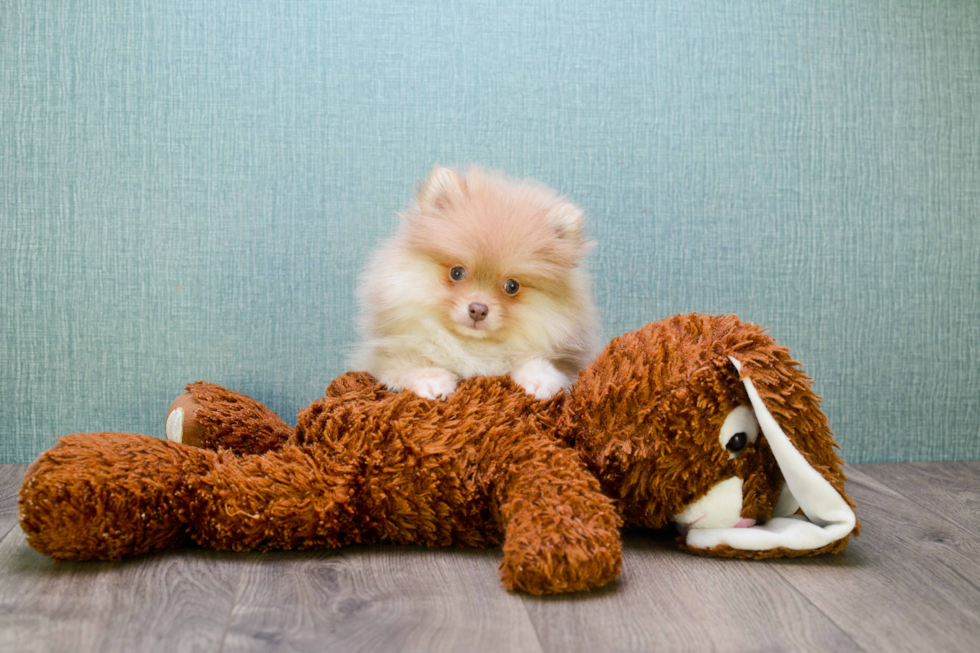 Pomeranian Pup Being Cute