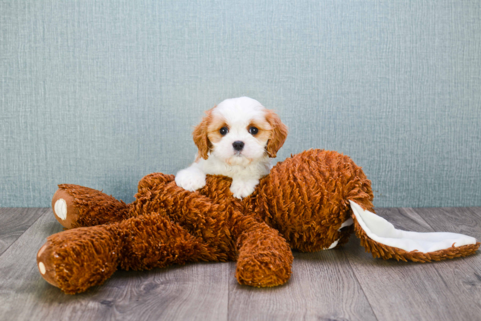 Popular Cavachon Designer Pup