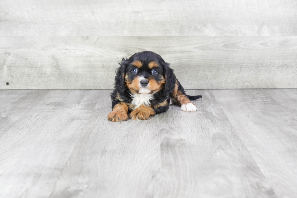 Cavalier King Charles Spaniel Puppy for Adoption