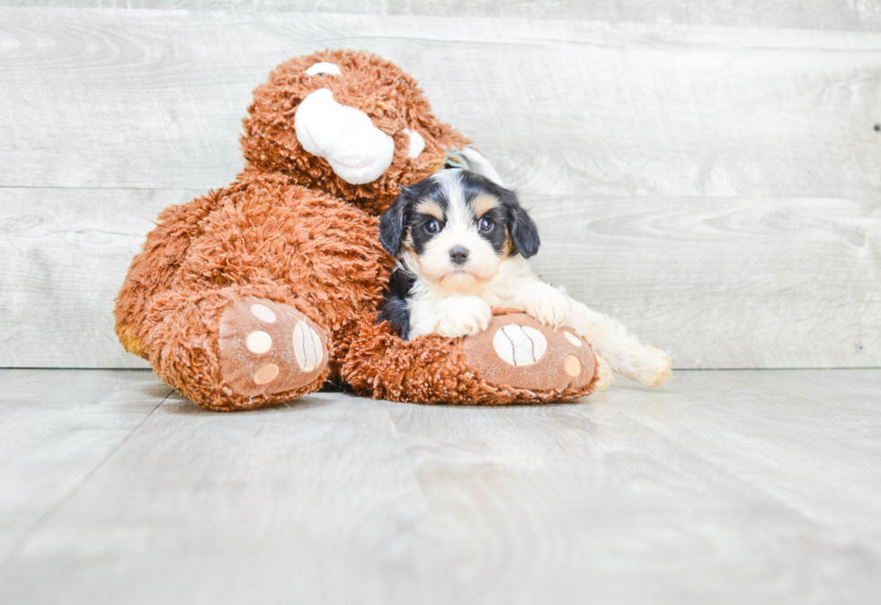 Cavachon Pup Being Cute