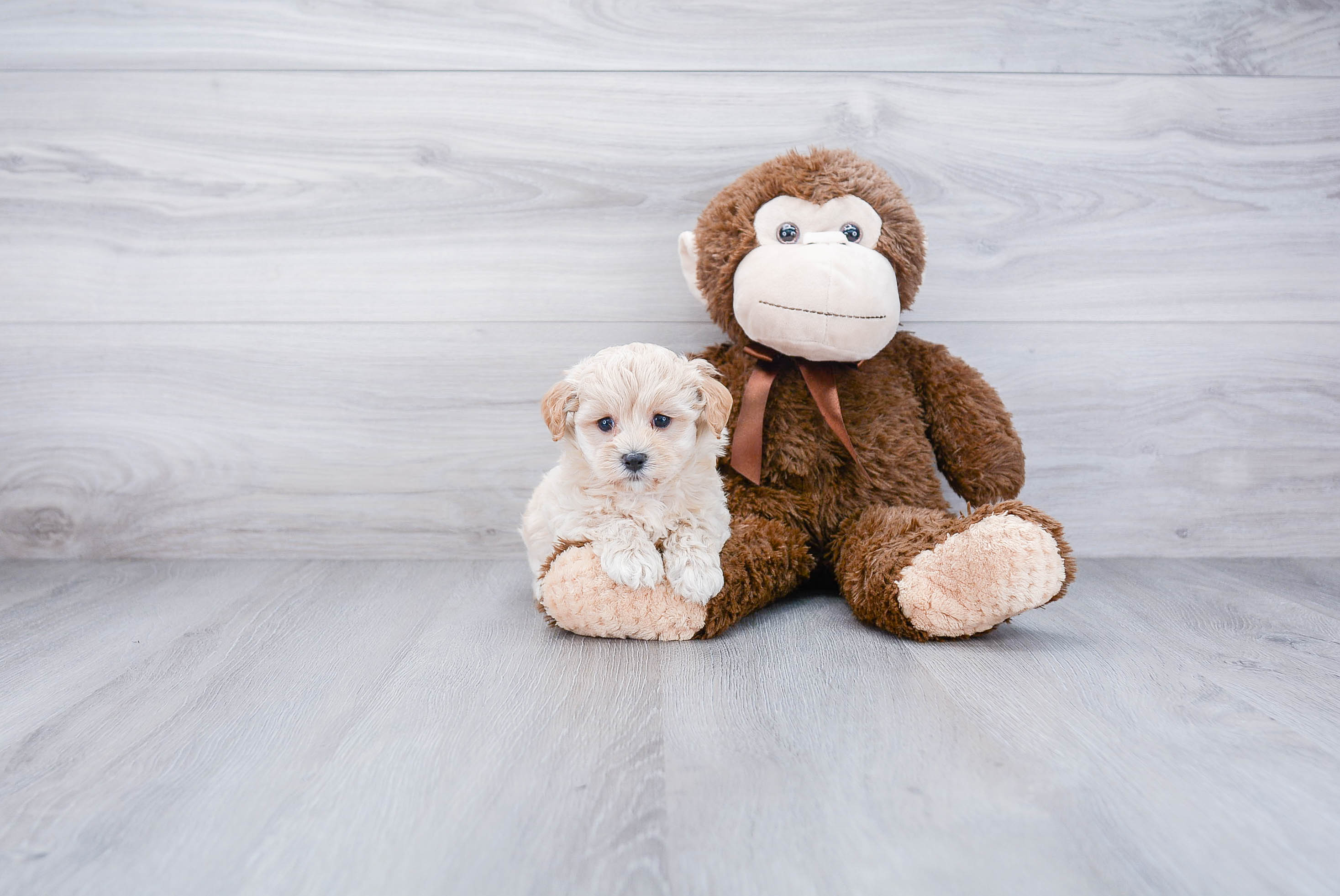 Small Maltipoo Baby