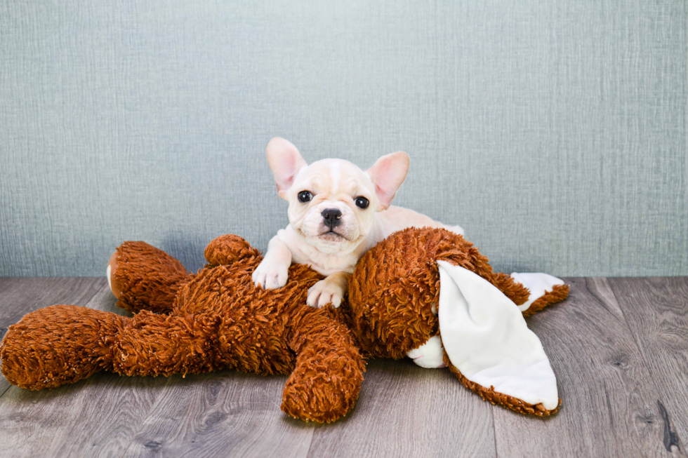 Akc Registered French Bulldog Baby