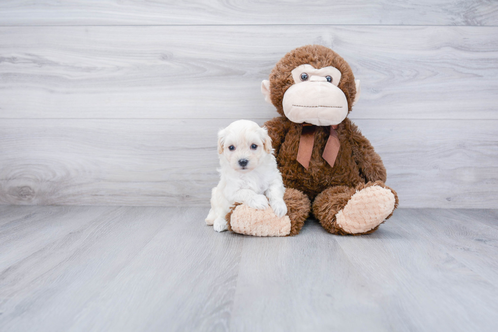 Small Maltipoo Baby