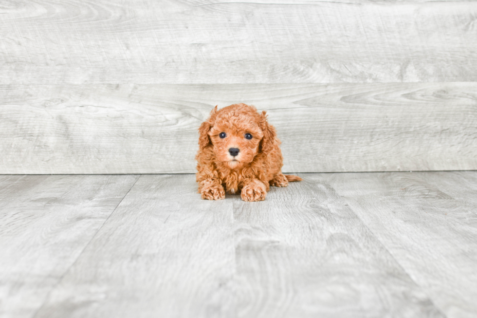 Cavapoo Pup Being Cute