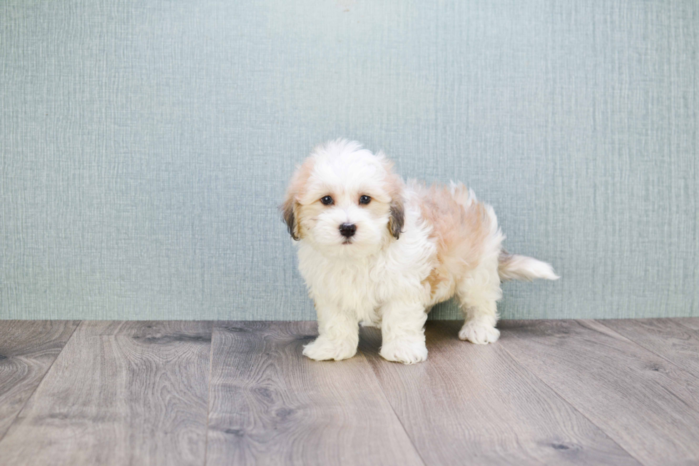 Akc Registered Havanese Baby