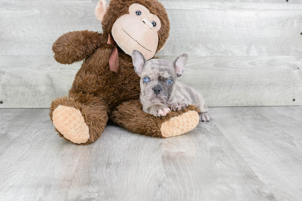 Best French Bulldog Baby