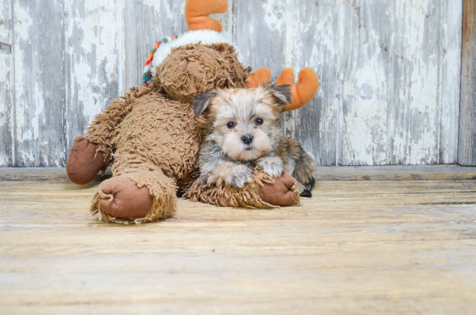 Best Morkie Baby