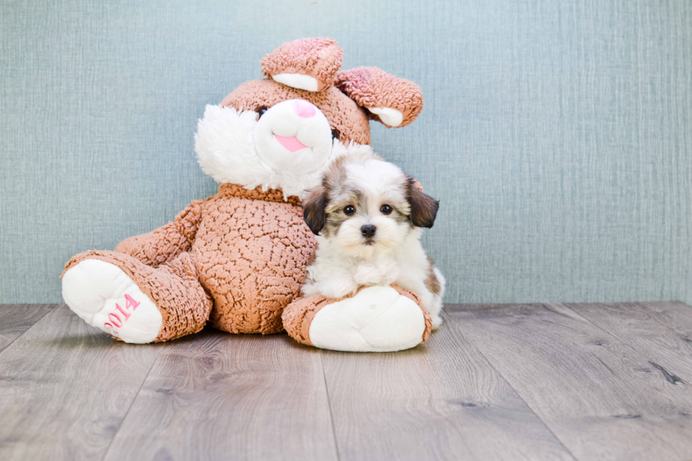 Funny Havanese Baby