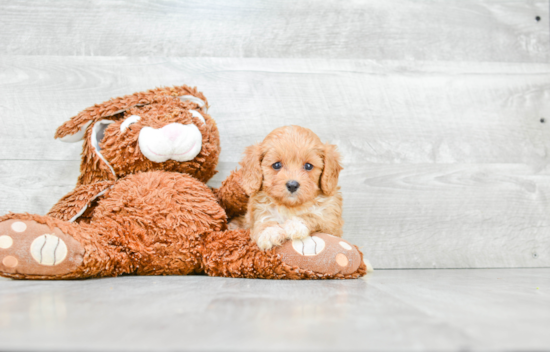 Sweet Cavapoo Baby