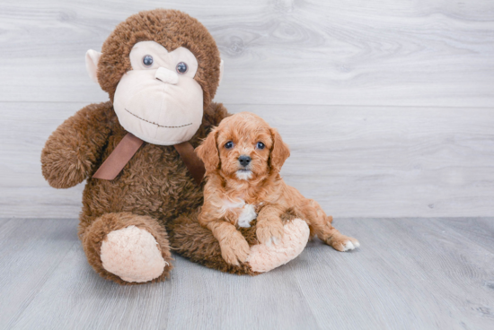 Smart Cavapoo Poodle Mix Pup