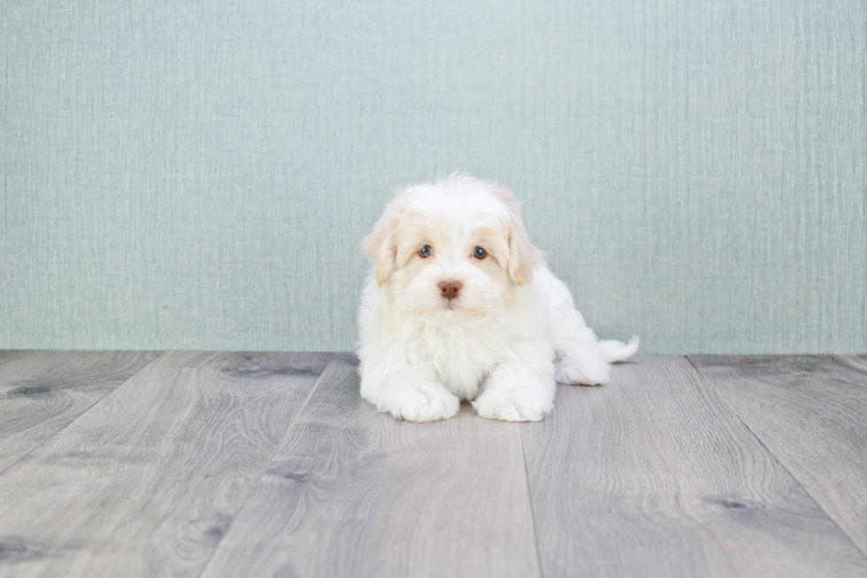 Havanese Puppy for Adoption
