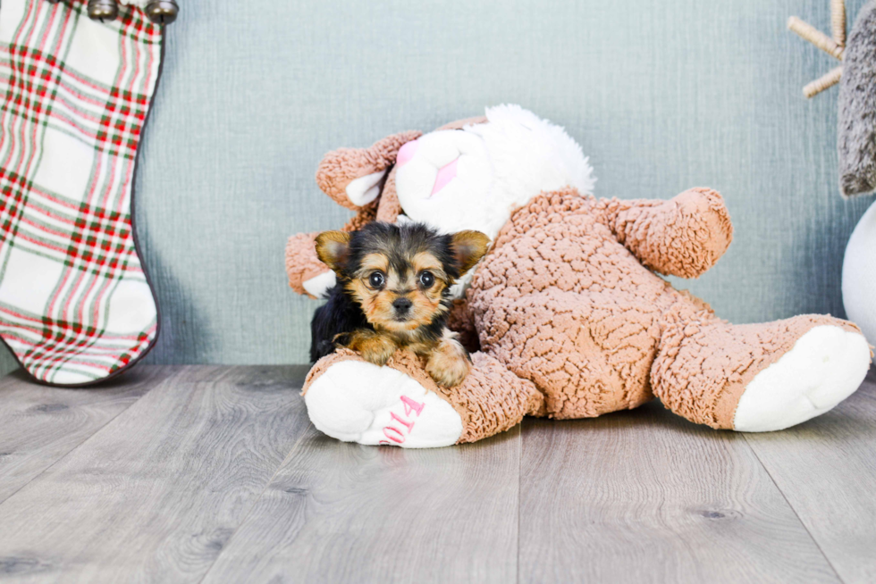 Morkie Pup Being Cute