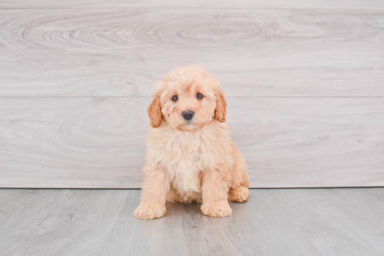Playful Golden Retriever Poodle Mix Puppy