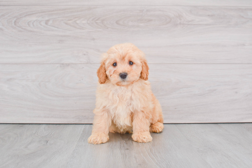 Playful Golden Retriever Poodle Mix Puppy
