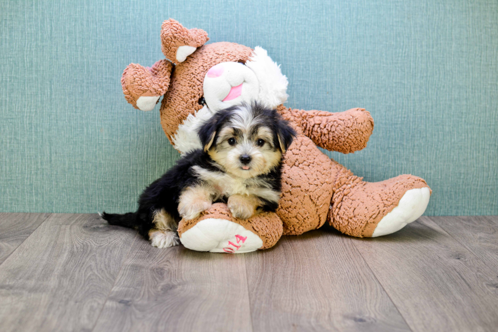 Morkie Pup Being Cute