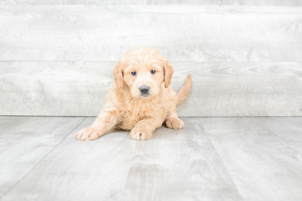 Funny Mini Goldendoodle Poodle Mix Pup