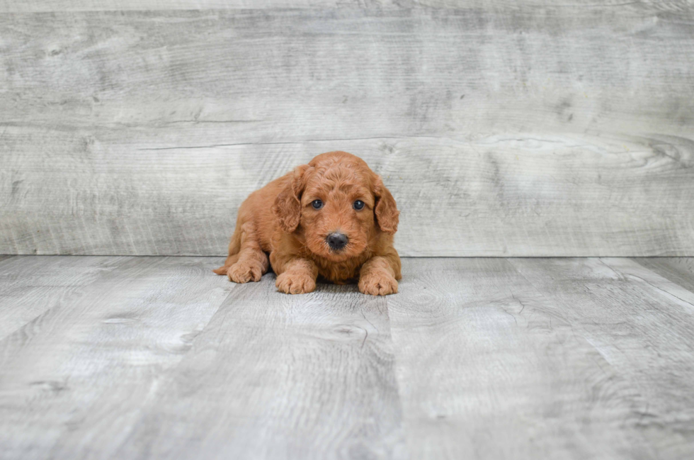 Small Mini Goldendoodle Baby