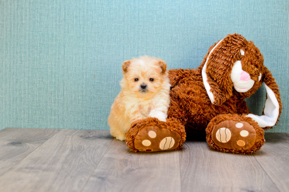 Best Maltipoo Baby