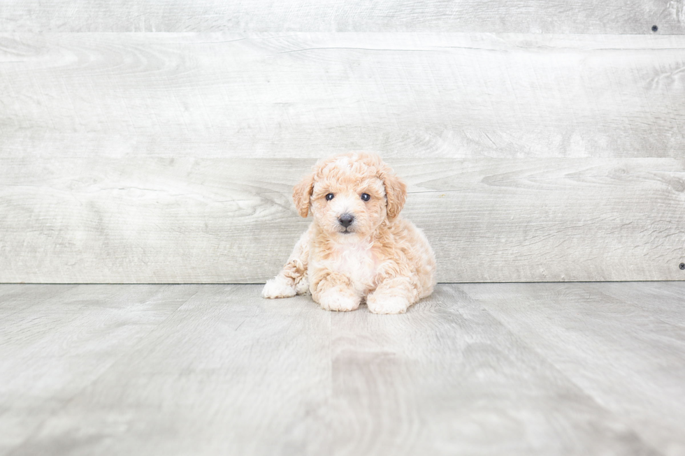 Maltipoo Puppy for Adoption