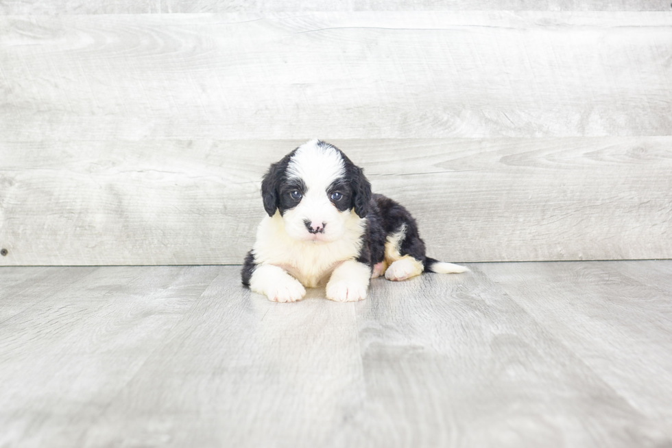 Mini Bernedoodle Pup Being Cute