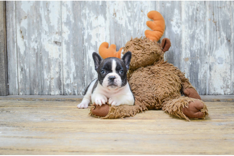 French Bulldog Puppy for Adoption