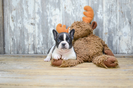 French Bulldog Puppy for Adoption