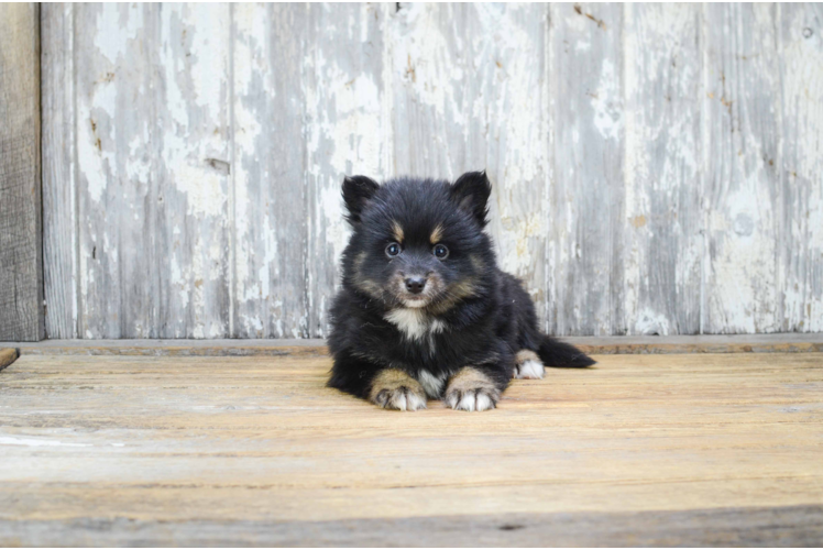 Energetic Mini Husky Designer Puppy