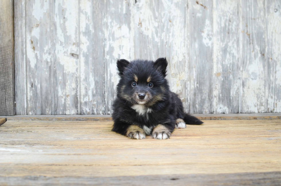 Energetic Mini Husky Designer Puppy