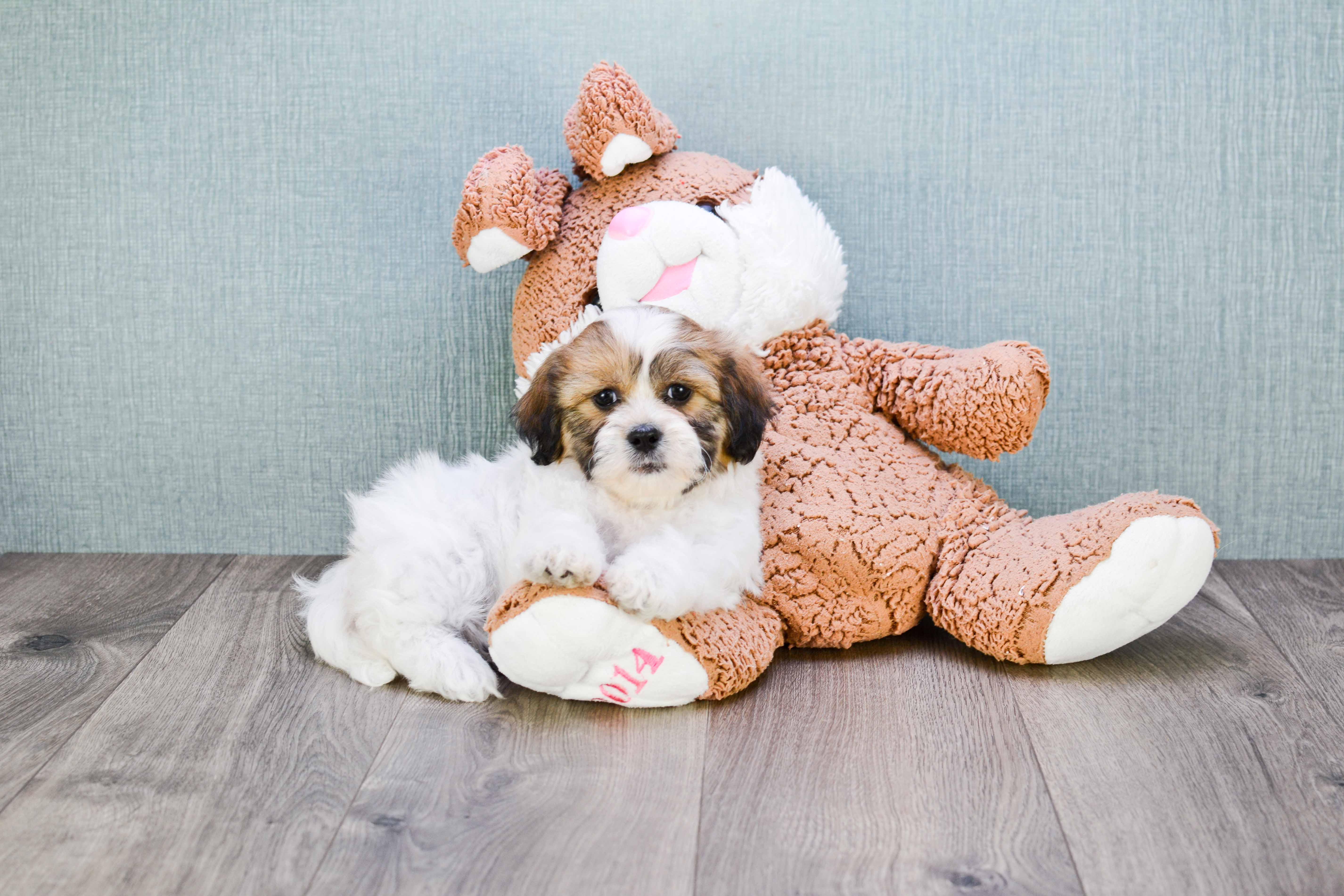 Teddy Bear Puppy for Adoption