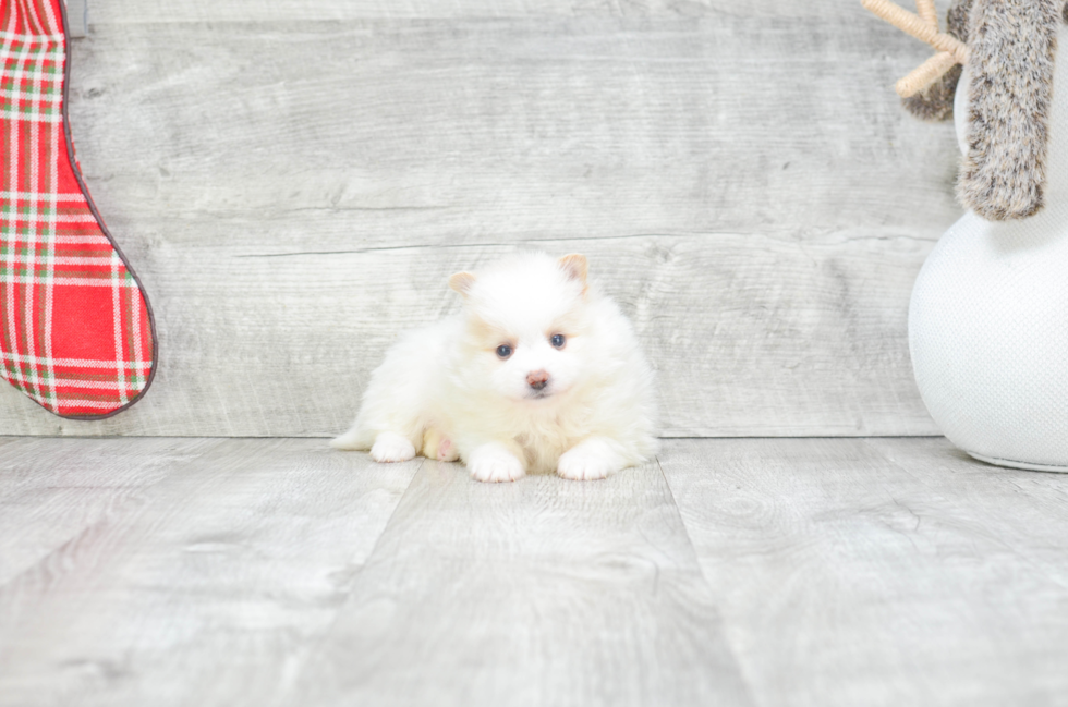 Petite Pomeranian Purebred Puppy