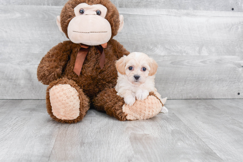 Cute Maltipoo Baby