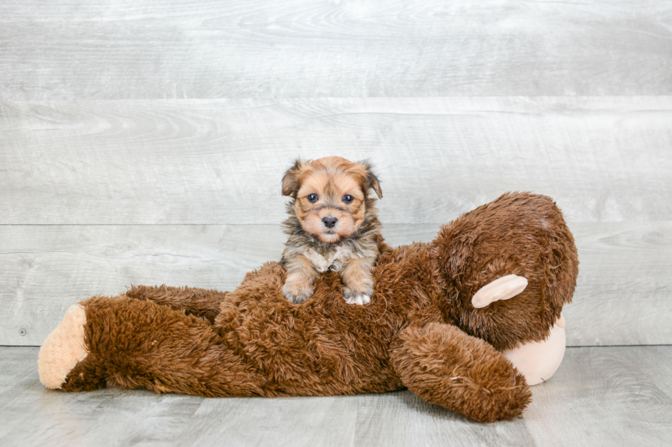 Hypoallergenic Yorkie Designer Puppy