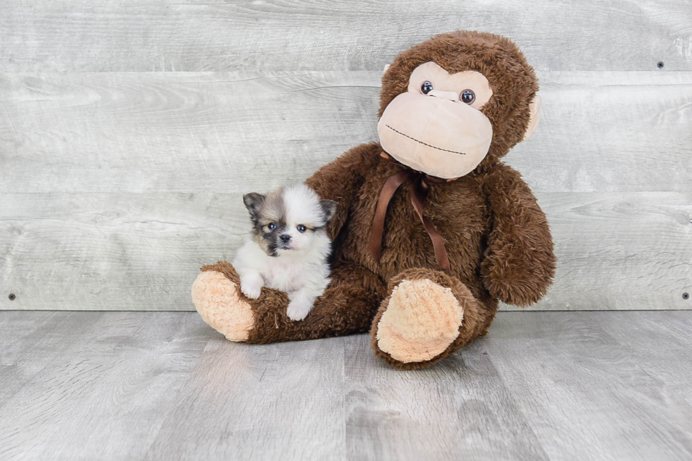 Playful Pomeranian Purebred Pup