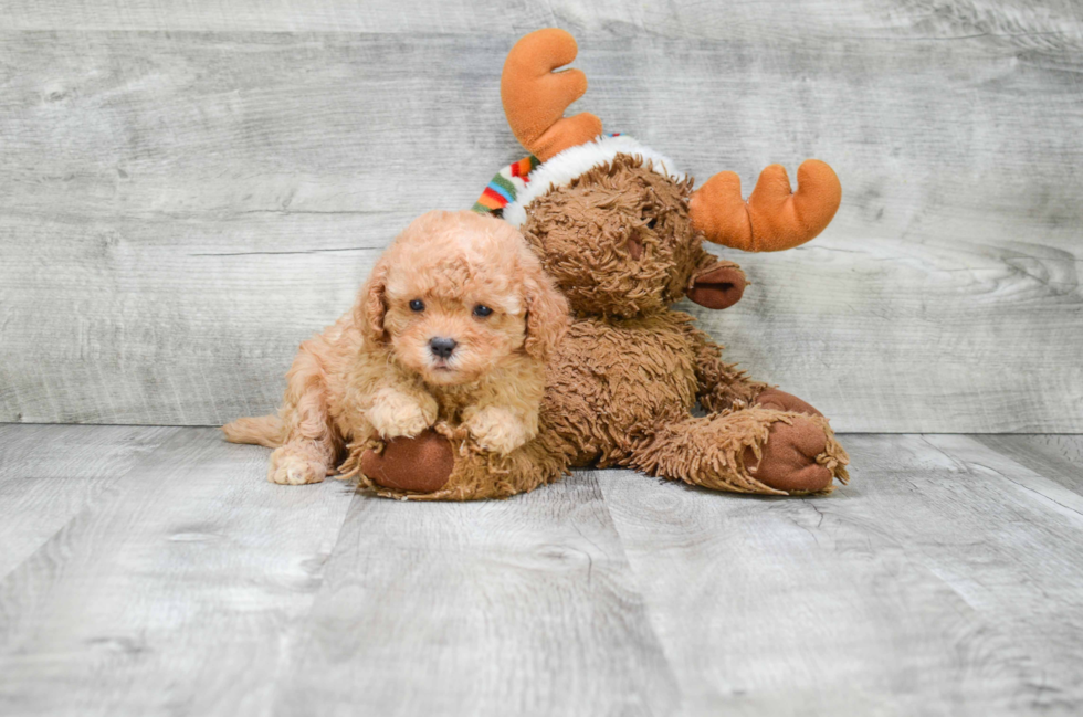 Happy Cavapoo Baby