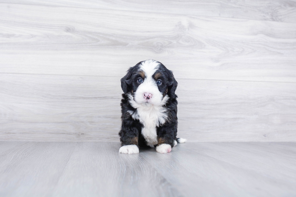 Mini Bernedoodle Pup Being Cute