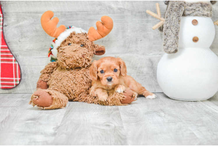 Hypoallergenic Cavalier King Charles Spaniel Purebred Pup