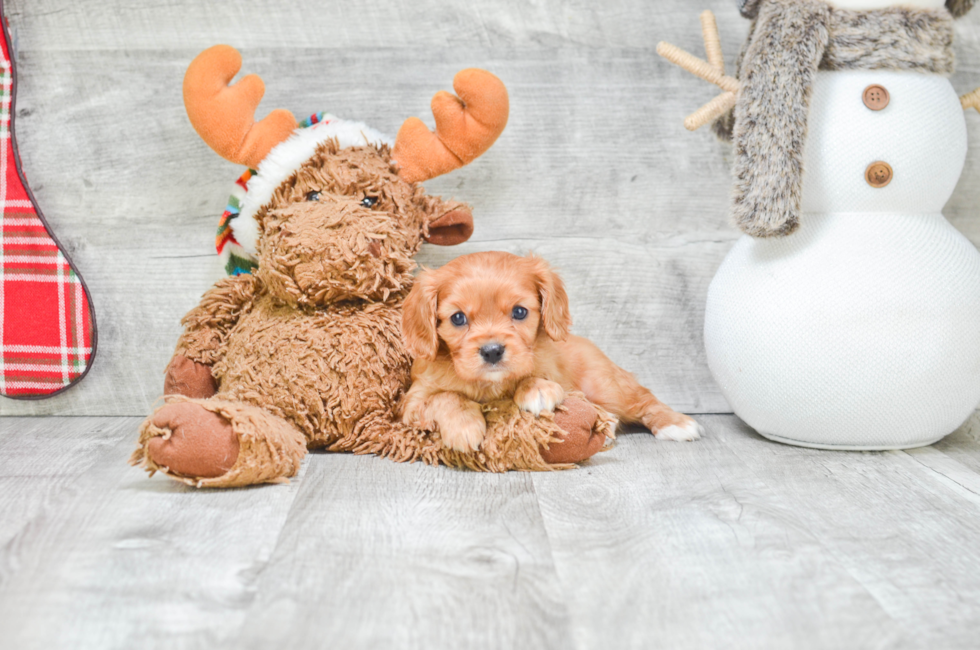 Hypoallergenic Cavalier King Charles Spaniel Purebred Pup